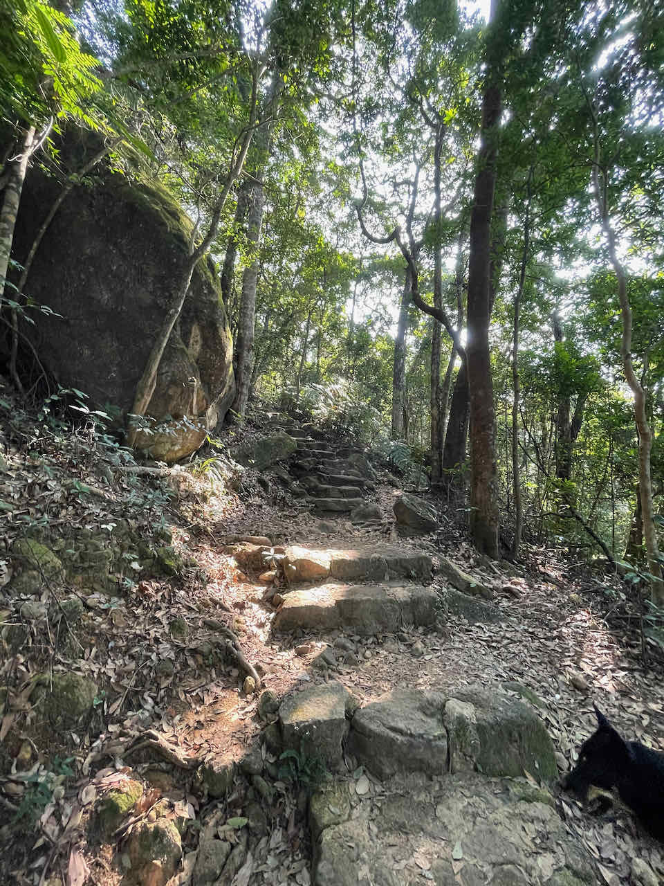即使在陽光明媚的日子，大埔滘森林步道也有絕佳的蔭涼